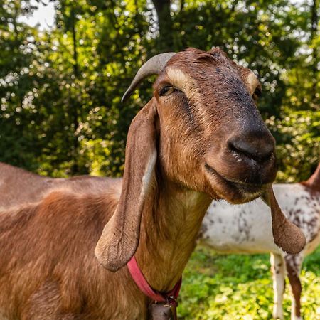 Orzechowa Ostoja Noclegi Energylandia Bachowice Экстерьер фото