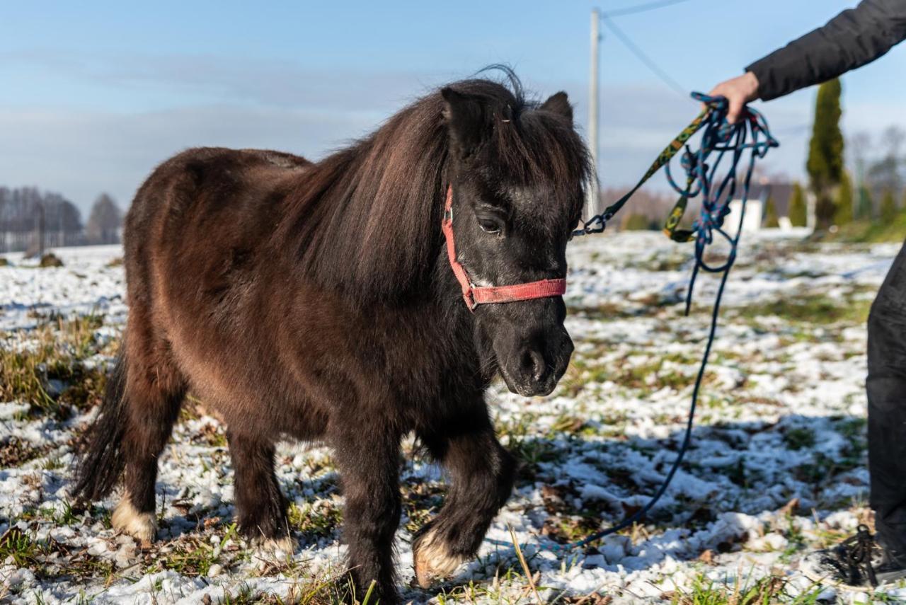 Orzechowa Ostoja Noclegi Energylandia Bachowice Экстерьер фото